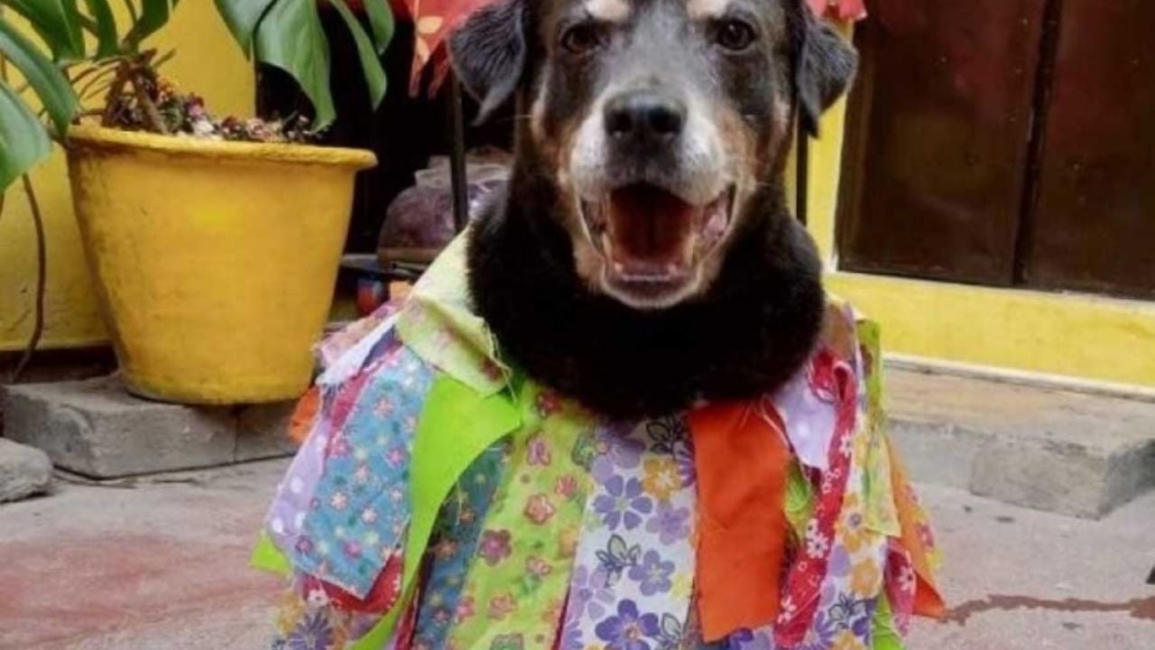 Qué pasó con Mazapán el perro oaxaqueño que se hizo famoso por