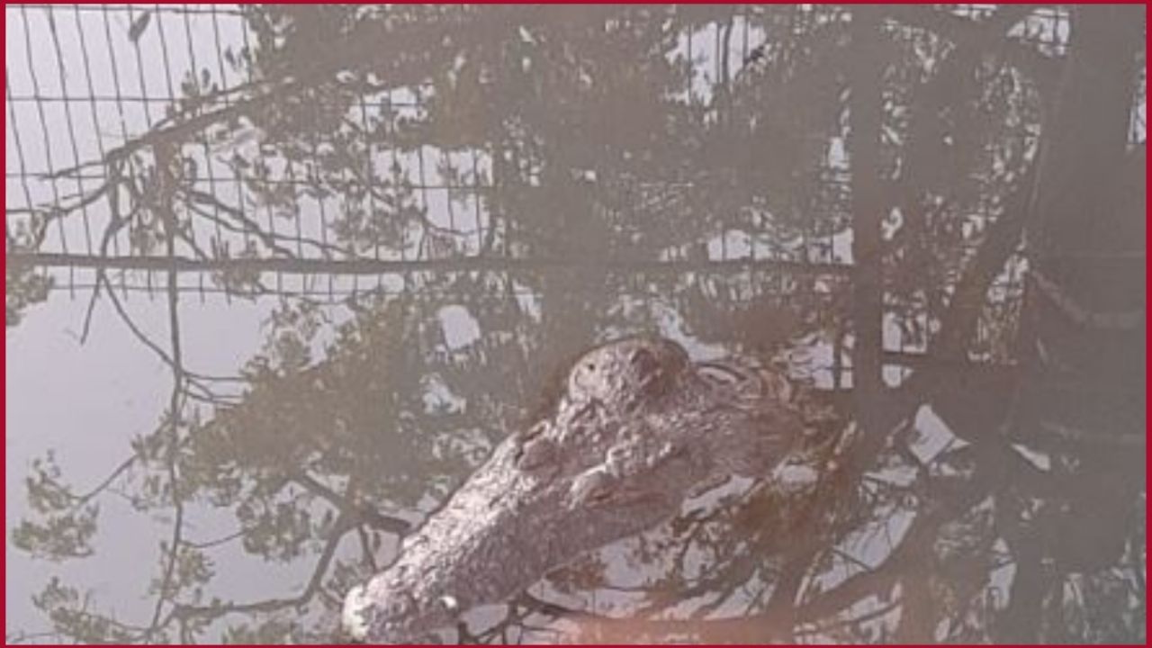 VIDEO FUERTE | Cocodrilo gigante ataca y arrastra a hombre a Laguna del  Carpintero | Heraldo de México Oaxaca