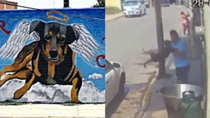 Jueza castiga a quien lanzó a perrito a un cazo con aceite; pero podría irse a casa a purgar la pena