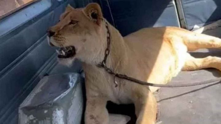 Leona escapa de casa en Aguascalientes; ataca a vecina y mata a su perro