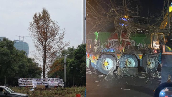 Retiran ahuehuete de Reforma: ¿Qué le pasó al árbol de la Glorieta de las y los desaparecidos?