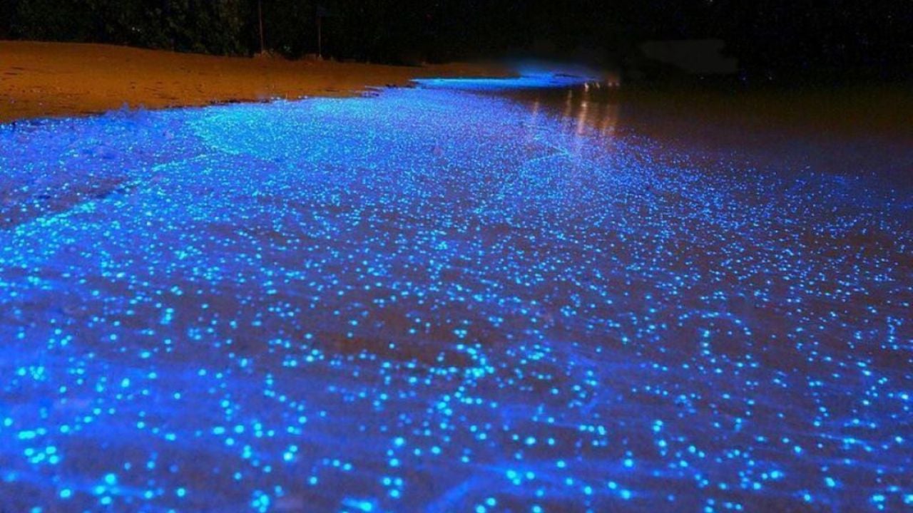 Bioluminiscencia en OAXACA: ¿Cuál es la mejor temporada para visitar la ...