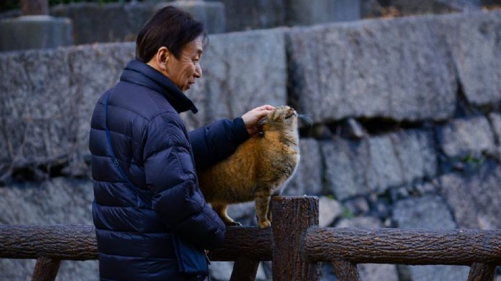 ¿Cuál es la técnica japonesa para encontrar un gato perdido? Testimonios aseguran que sí funciona