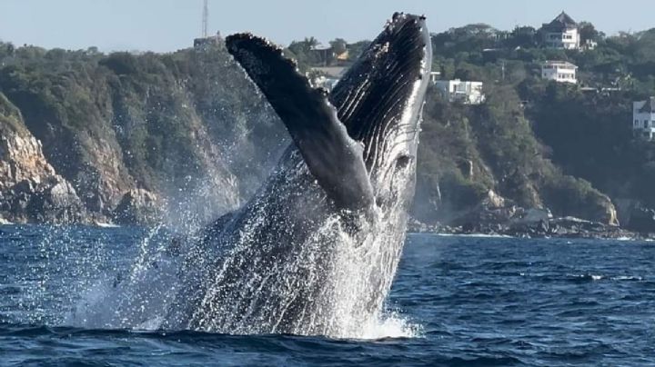 ¿En qué playas de OAXACA se puede hacer observación de ballenas en 2024?