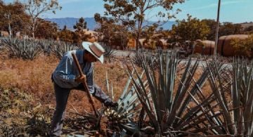 Feria del Mezcal en la Guelaguetza 2025: cuándo y dónde será el festival de la bebida más representativa de Oaxaca