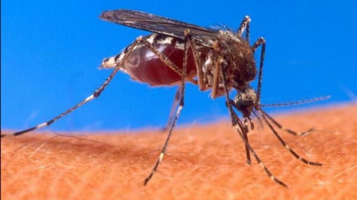 Confirma Salud más de 20 mil contagios de dengue en MÉXICO