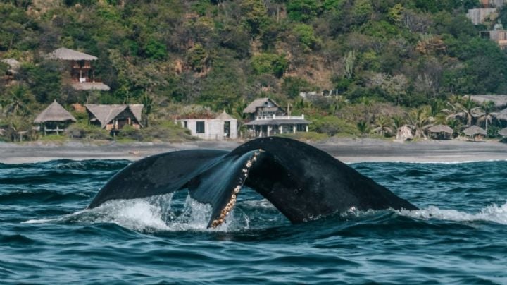 Ballenas embellecen el panorama en OAXACA ¿Cuándo es la mejor época para verlas?