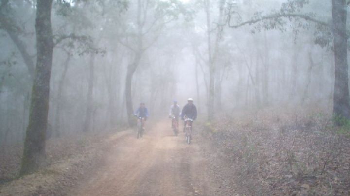 El misterioso y hermoso bosque fantasma en OAXACA al que puedes llegar camino a Nochixtlán