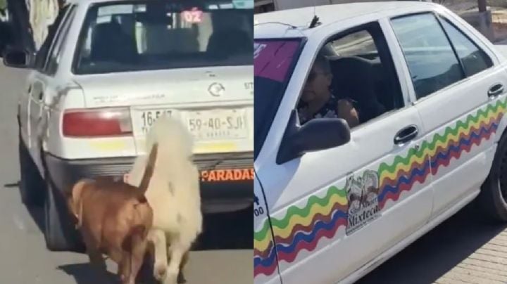 Exponen a taxista de la tercera edad que arrastró a dos perritos por calles de Huajuapan en OAXACA