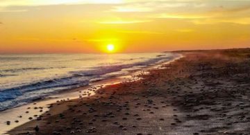 Playa Escobilla: un santuario natural en la costa de OAXACA perfecto para conocer especies únicas