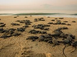 Vacaciones en Oaxaca: Conoce la playa en la se liberan tortugas a diario; ¿cuánto cuesta la entrada?