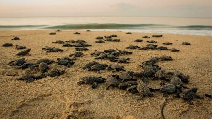 Vacaciones en Oaxaca: Conoce la playa en la se liberan tortugas a diario; ¿cuánto cuesta la entrada?