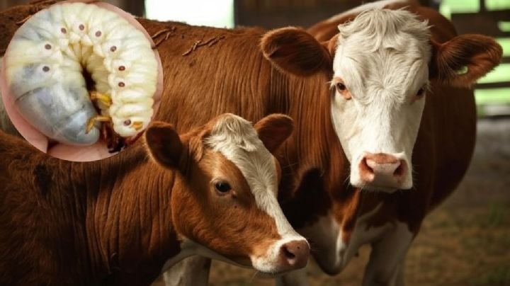 Por presencia de GUSANO BARRENADOR en OAXACA y Veracruz; EEUU cierra por 15 días el paso al ganado mexicano