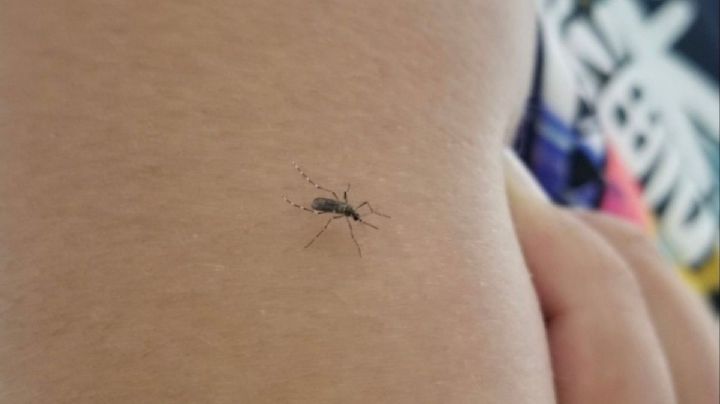 Dengue en Oaxaca: Salud reporta casi 20 casos confirmados en lo que va del 2025